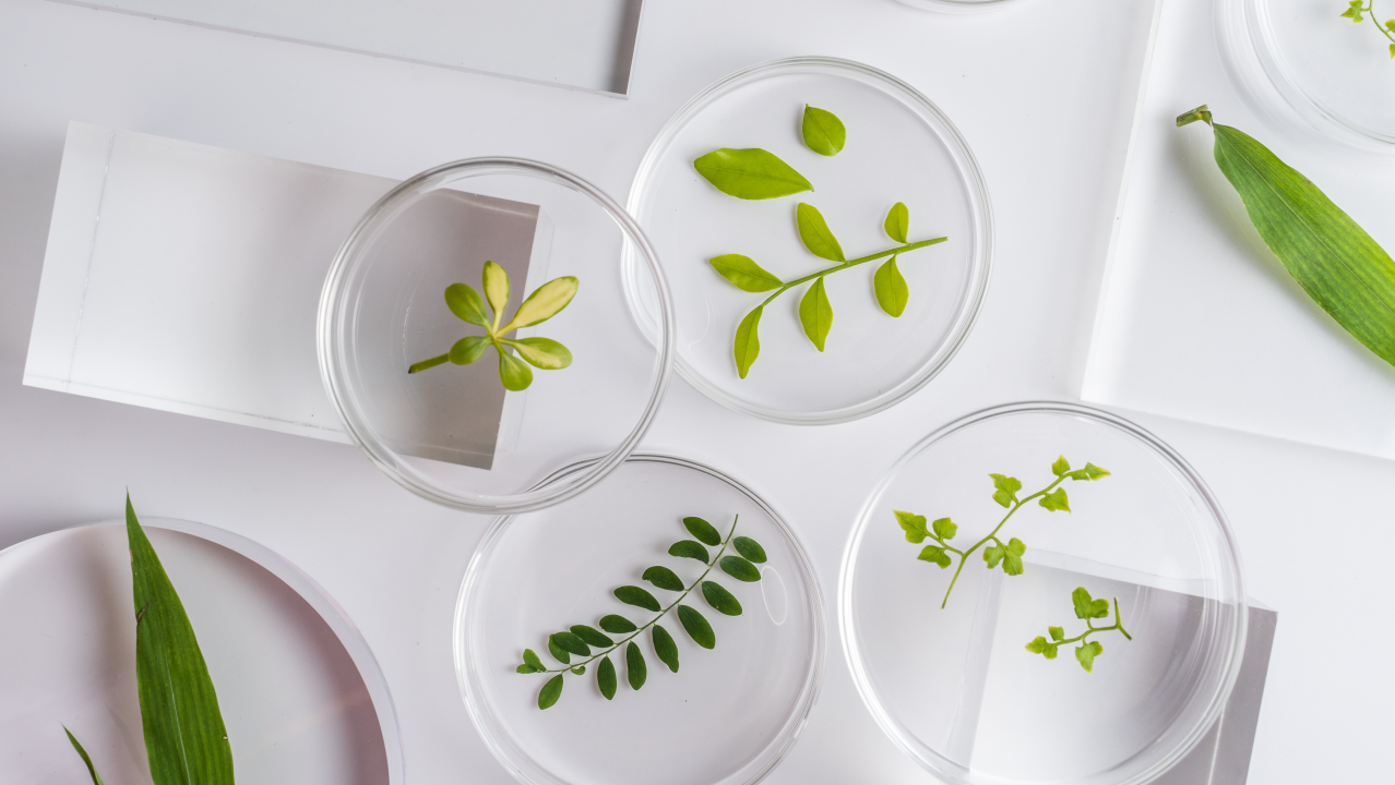 leaves in petri dishes